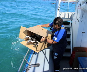 The APSS team does it again